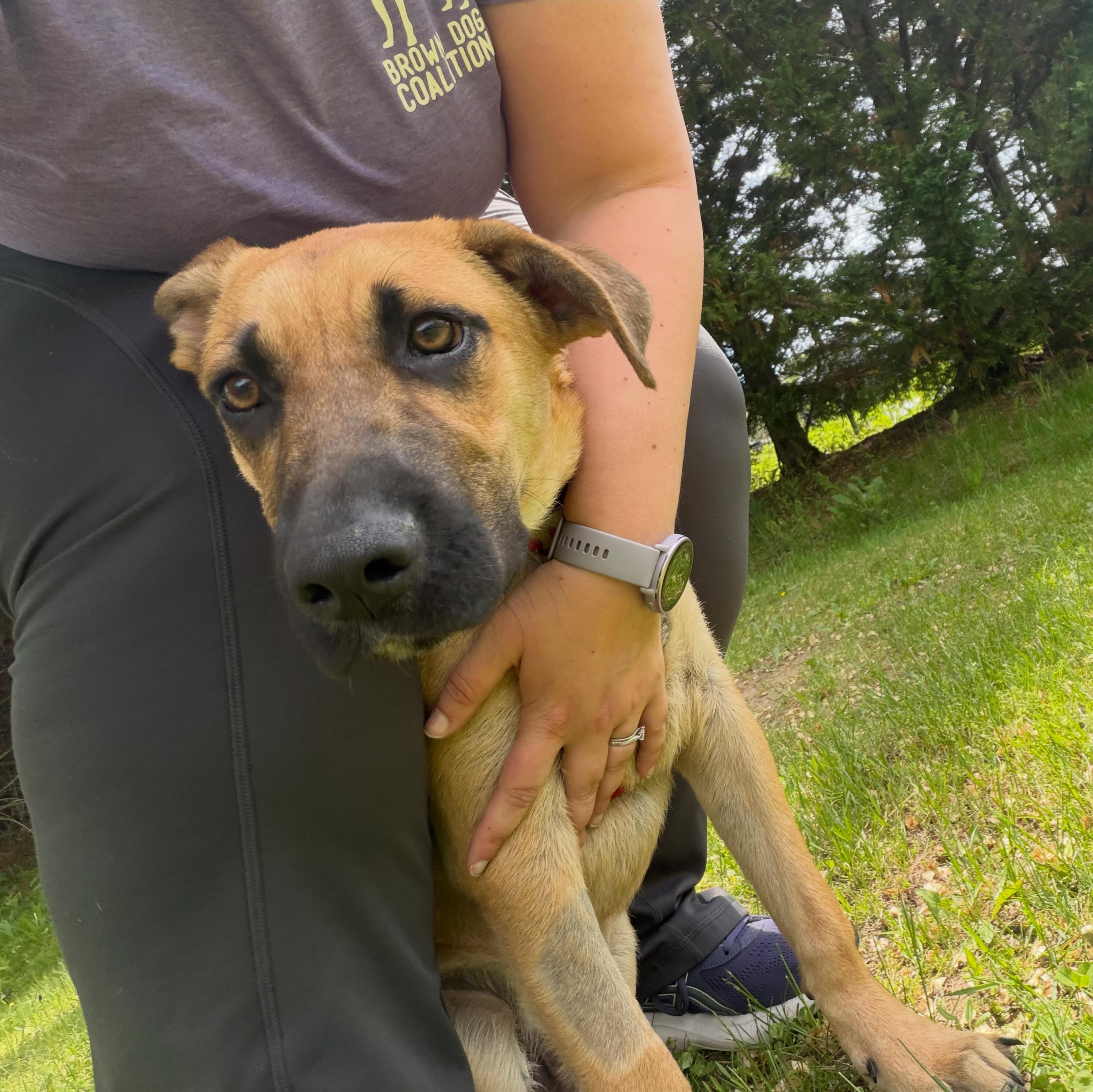 Sunny, a ADOPTABLE mixed breed in Hopkinton, MA image 3/5