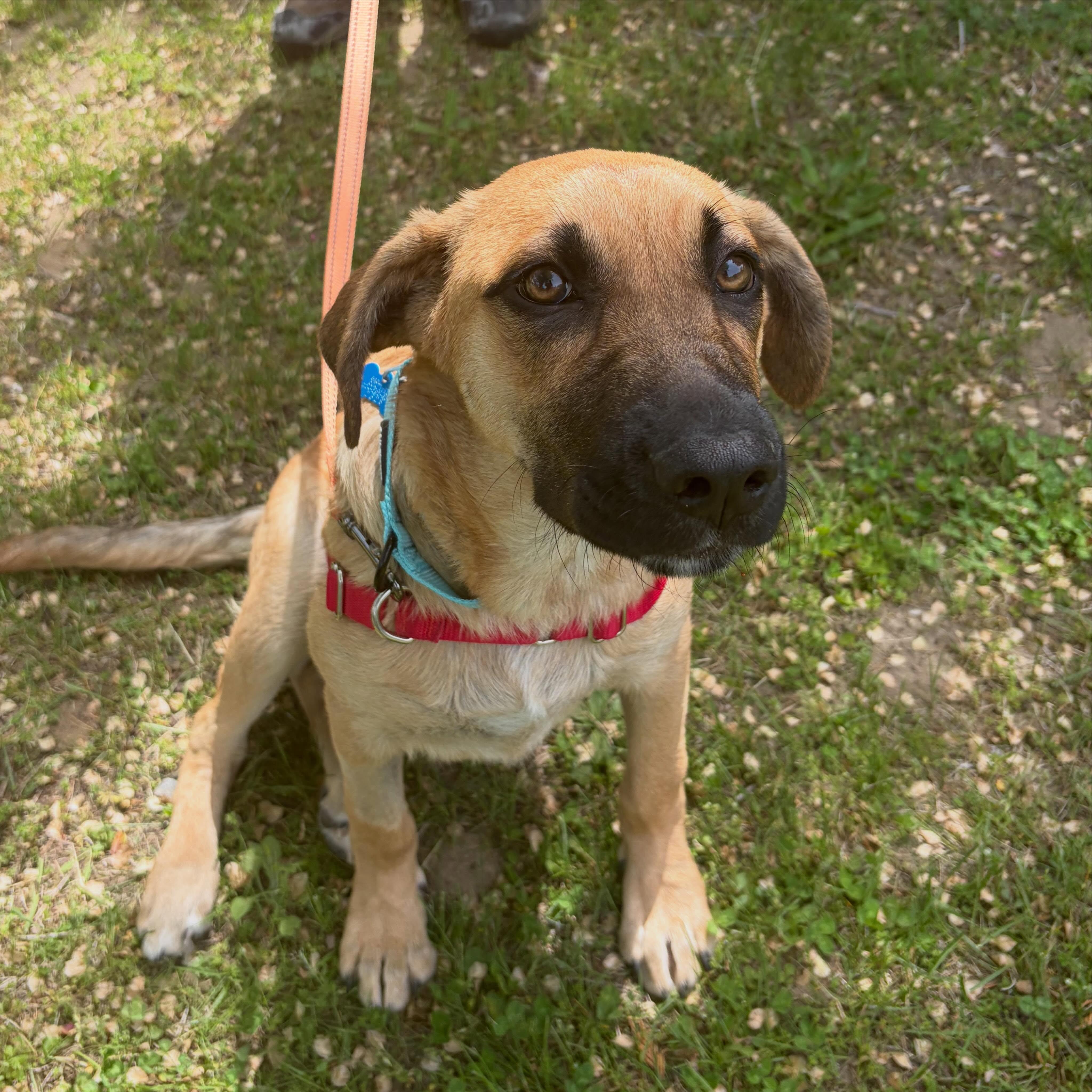 Sunny, a ADOPTABLE mixed breed in Hopkinton, MA image 2/5