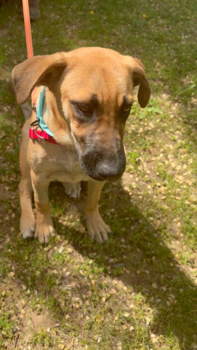 Enlarge Sunny, a ADOPTABLE mixed breed in Hopkinton, MA video 5/5