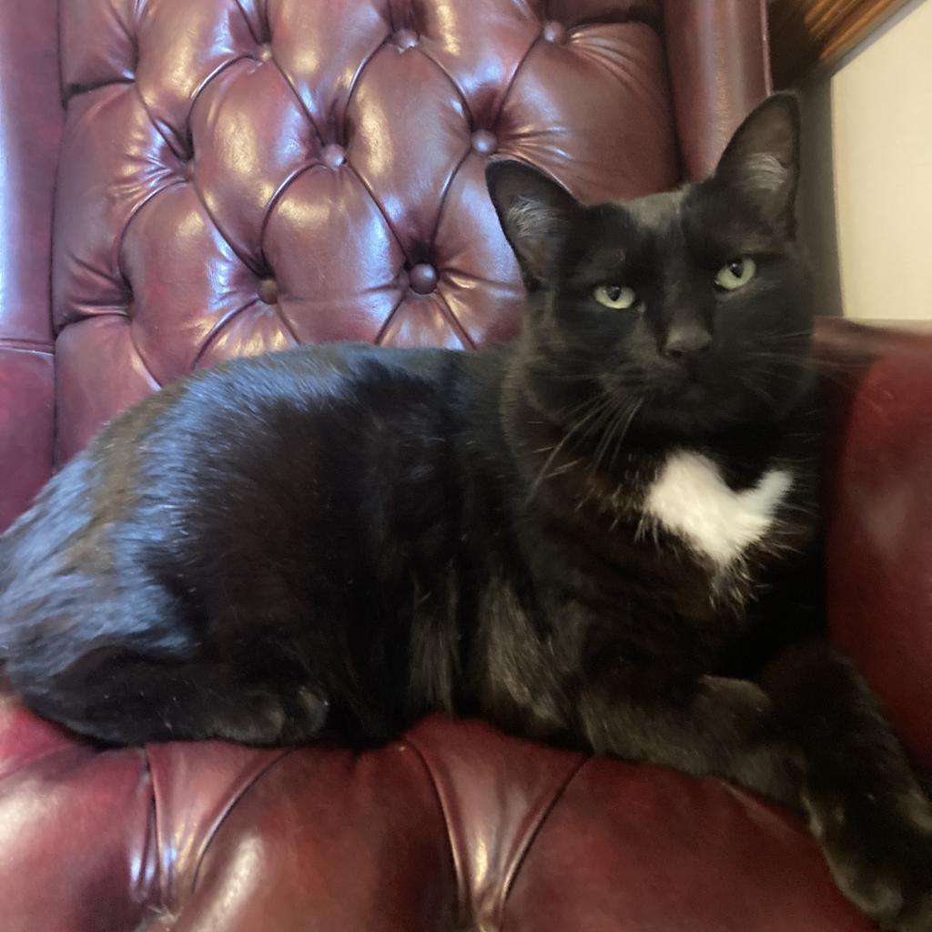 Saprks - MISSING, a Adoptable Domestic Medium Hair in Lynchburg, VA image 1/2