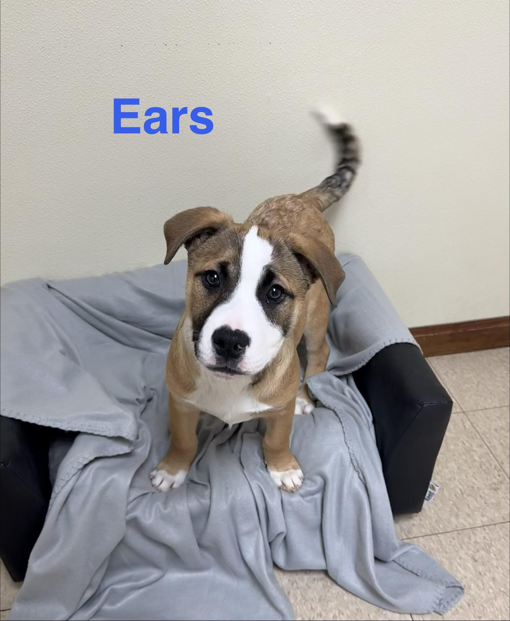 Enlarge Ears, a ADOPTABLE mixed breed in Douglas, MA image 1/6