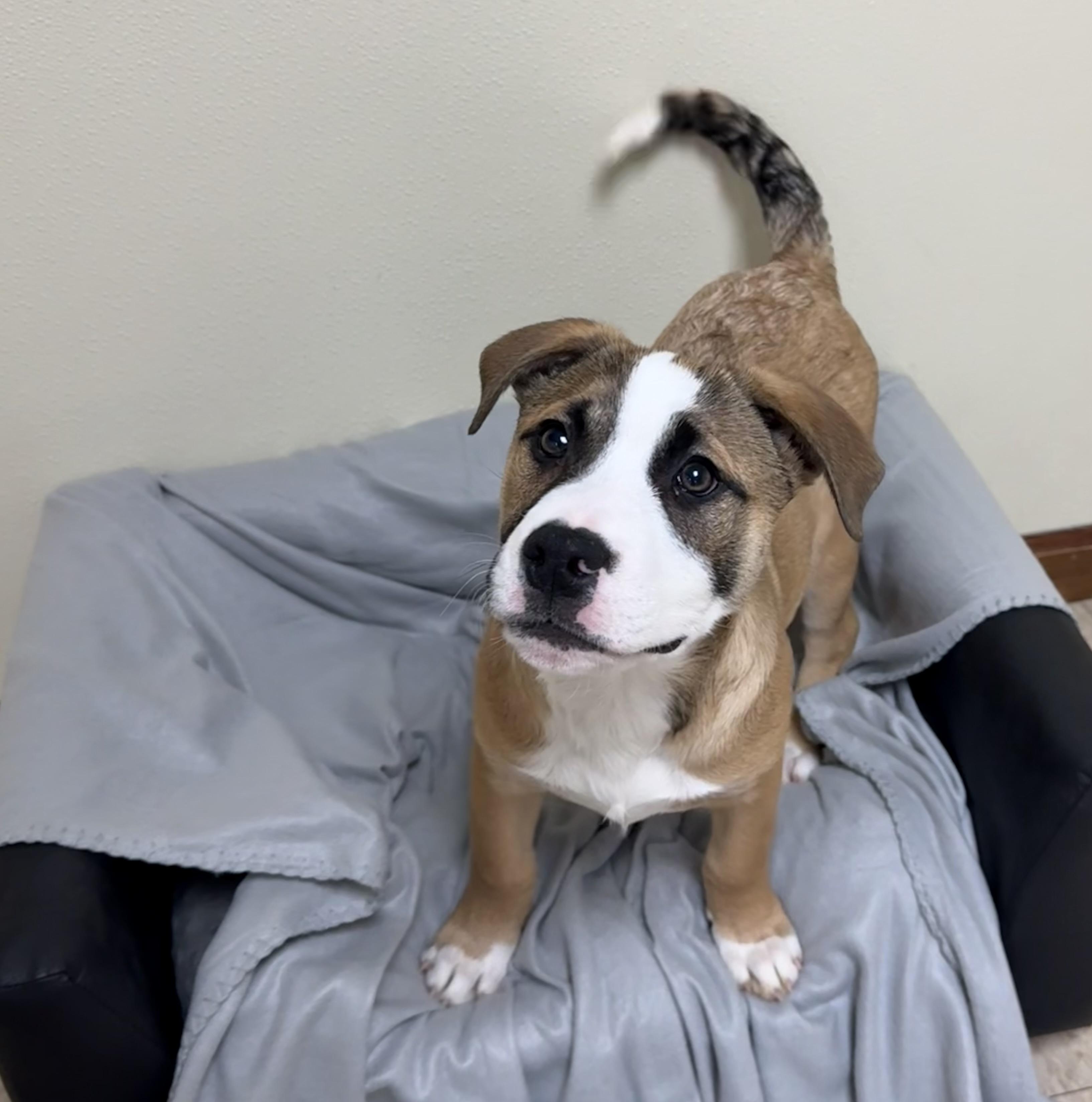 Enlarge Ears, a ADOPTABLE mixed breed in Douglas, MA image 3/6