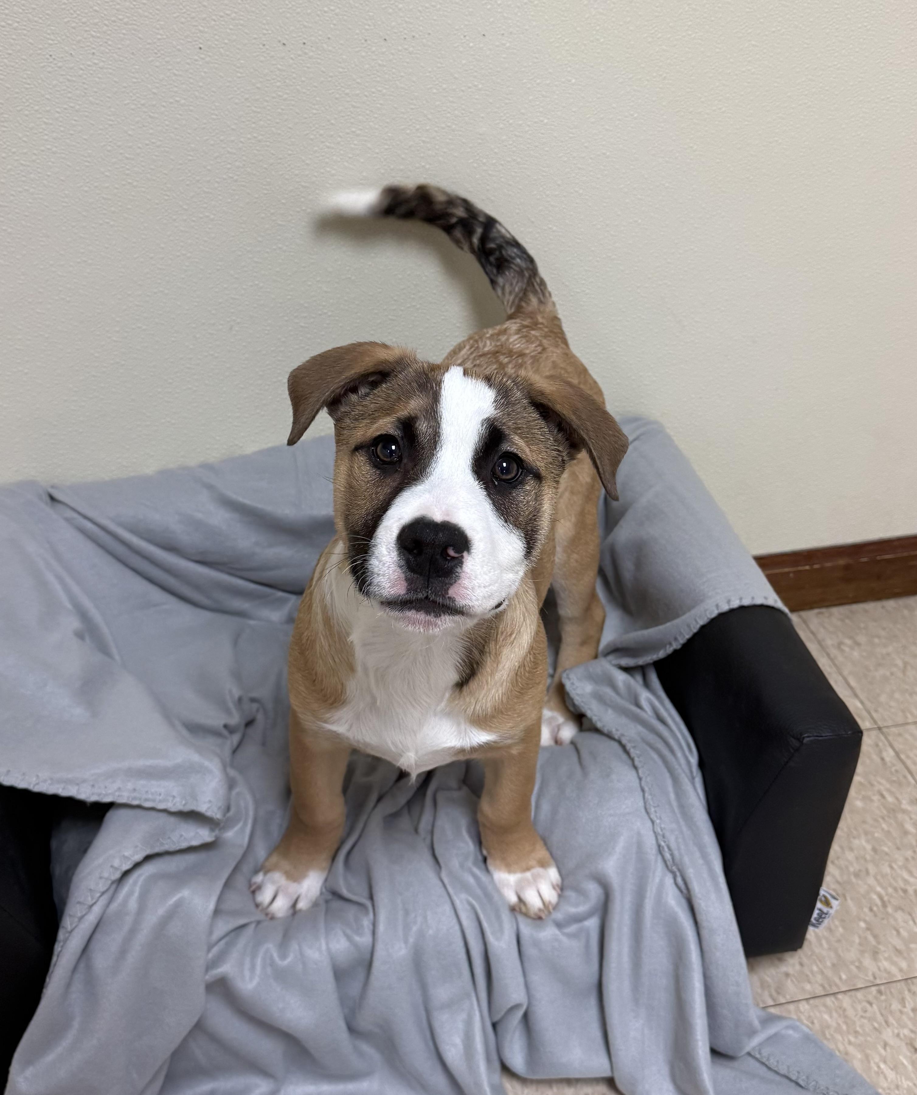 Enlarge Ears, a ADOPTABLE mixed breed in Douglas, MA image 2/6