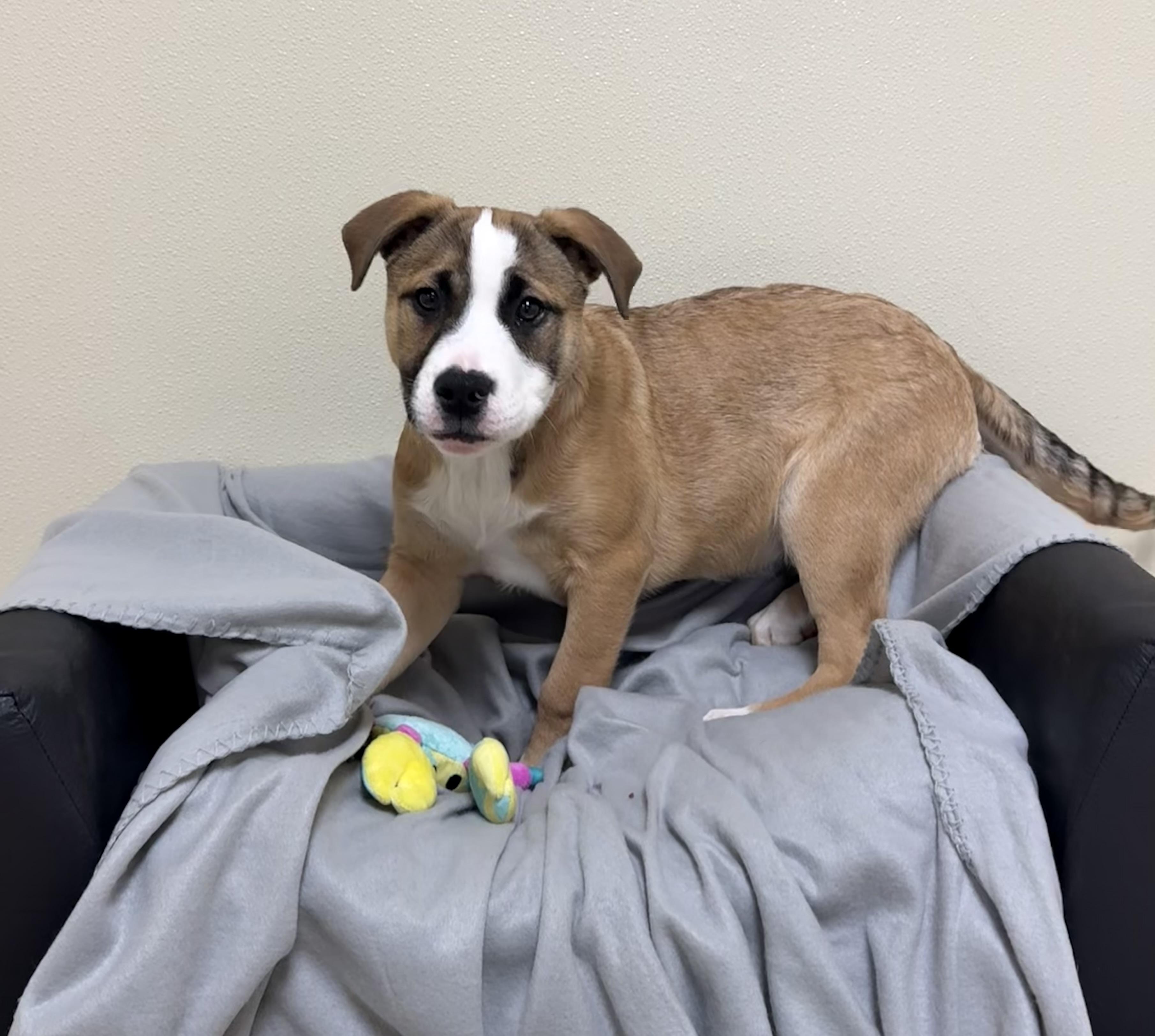 Enlarge Ears, a ADOPTABLE mixed breed in Douglas, MA image 5/6