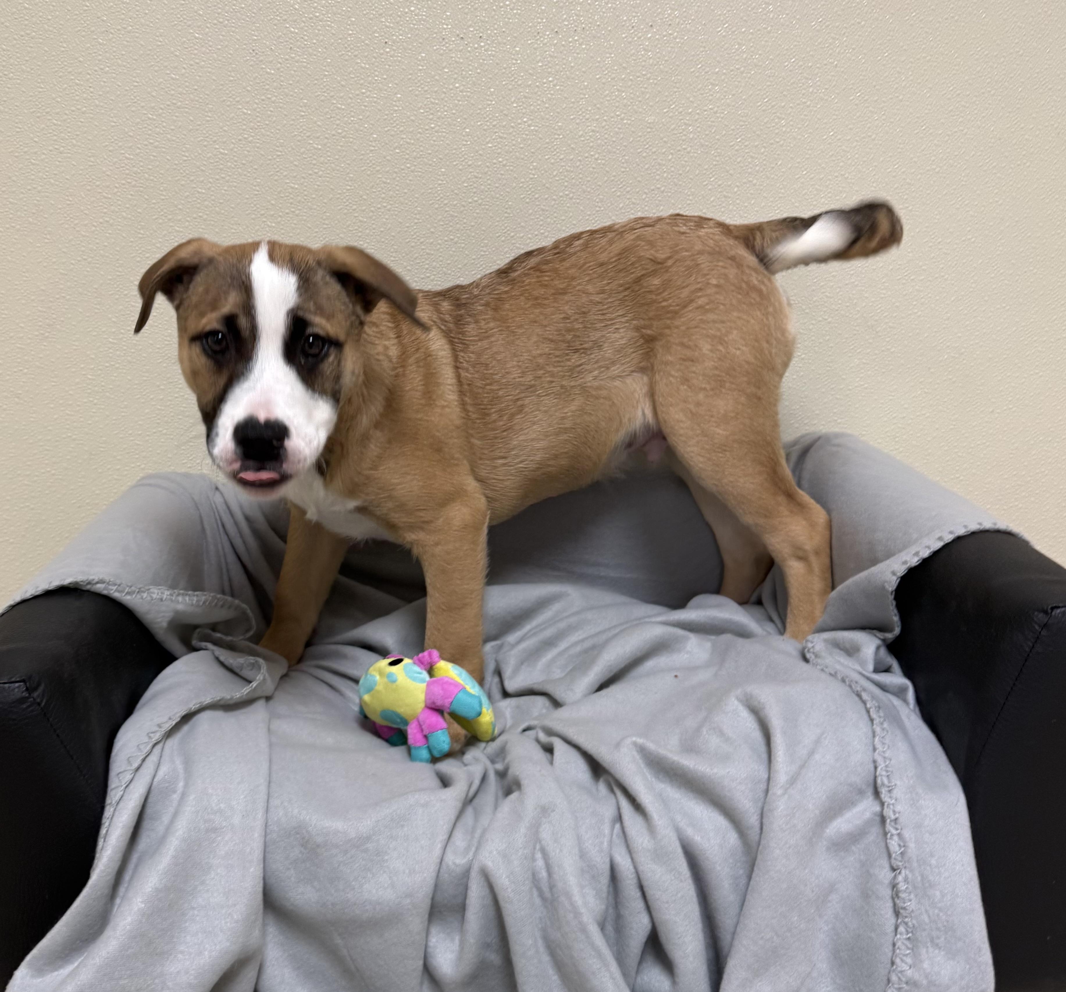 Enlarge Ears, a ADOPTABLE mixed breed in Douglas, MA image 6/6