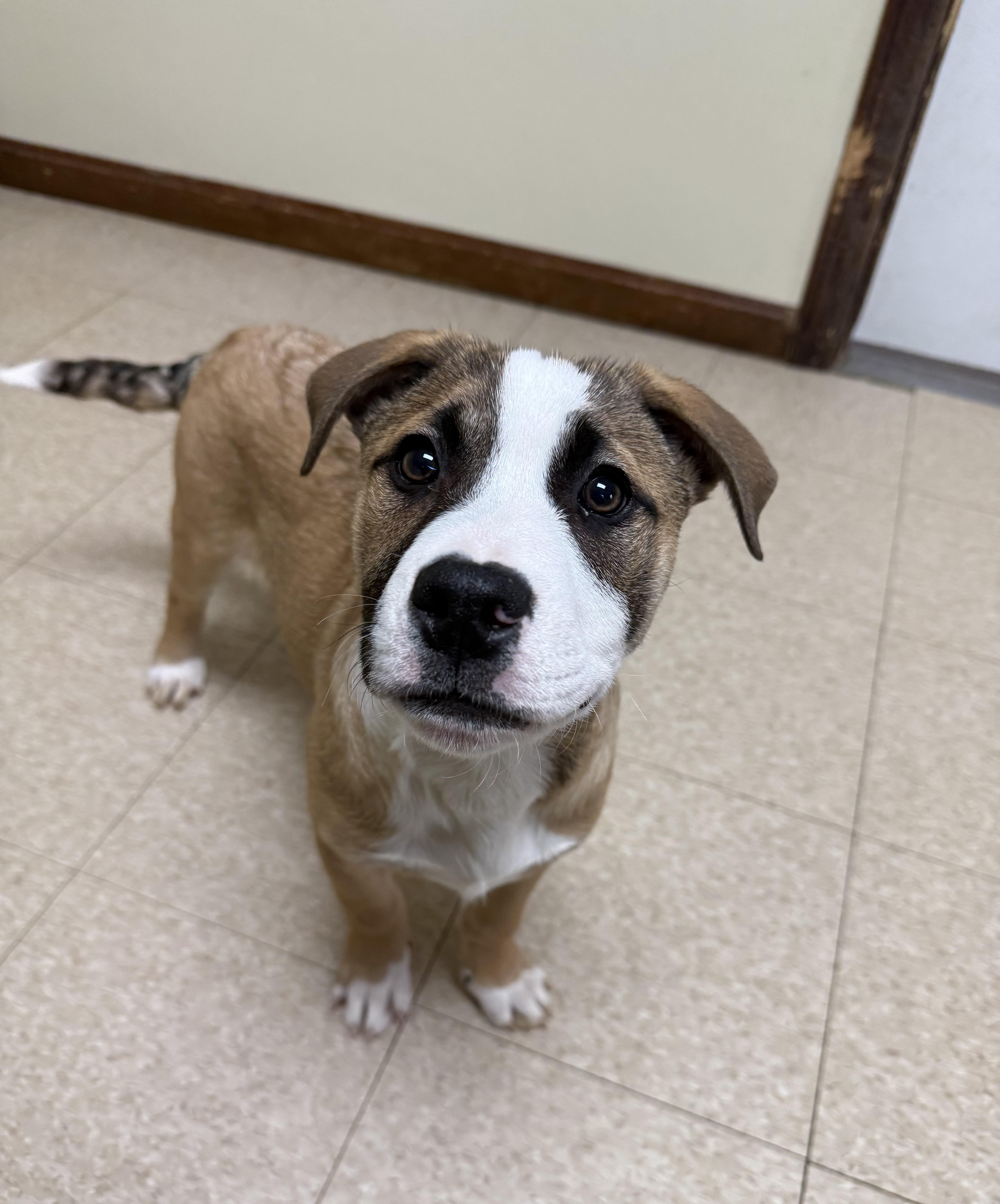 Enlarge Ears, a ADOPTABLE mixed breed in Douglas, MA image 4/6