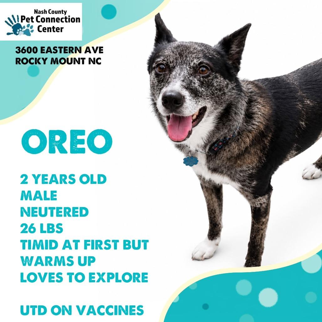 OREO Available NOW - ADOPTION or RESCUE!, a Adoptable Mixed Breed in Nashville, NC image 1/2