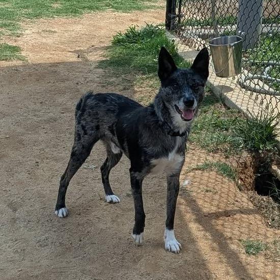 OREO Available NOW - ADOPTION or RESCUE!, a Adoptable Mixed Breed in Nashville, NC image 2/2