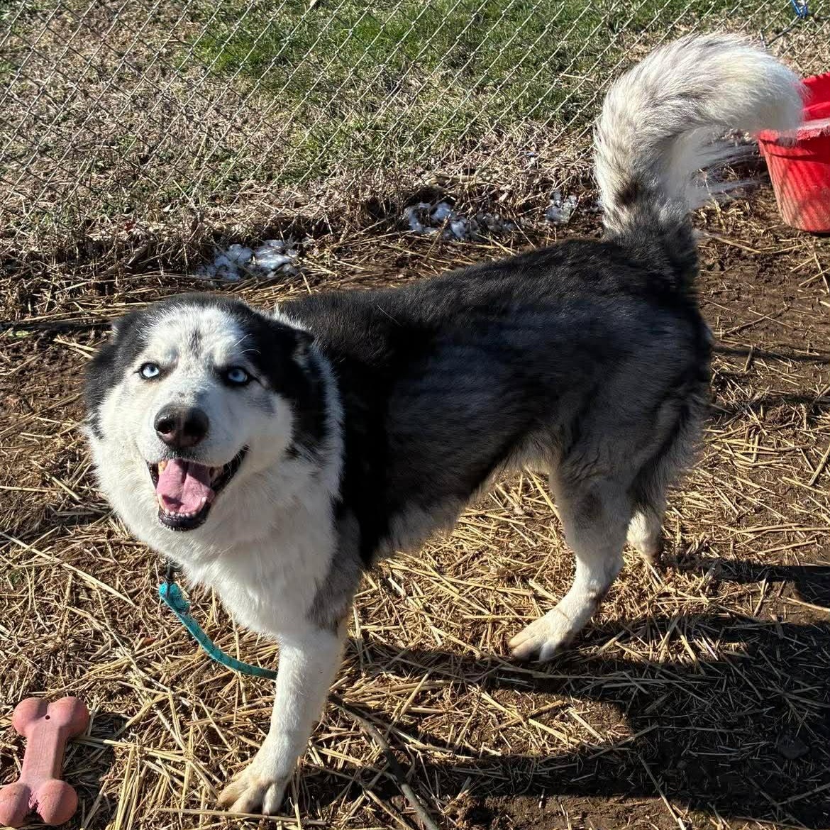 Enlarge Blaze, a Adoptable Siberian Husky in Petersburg, IL image 5/6