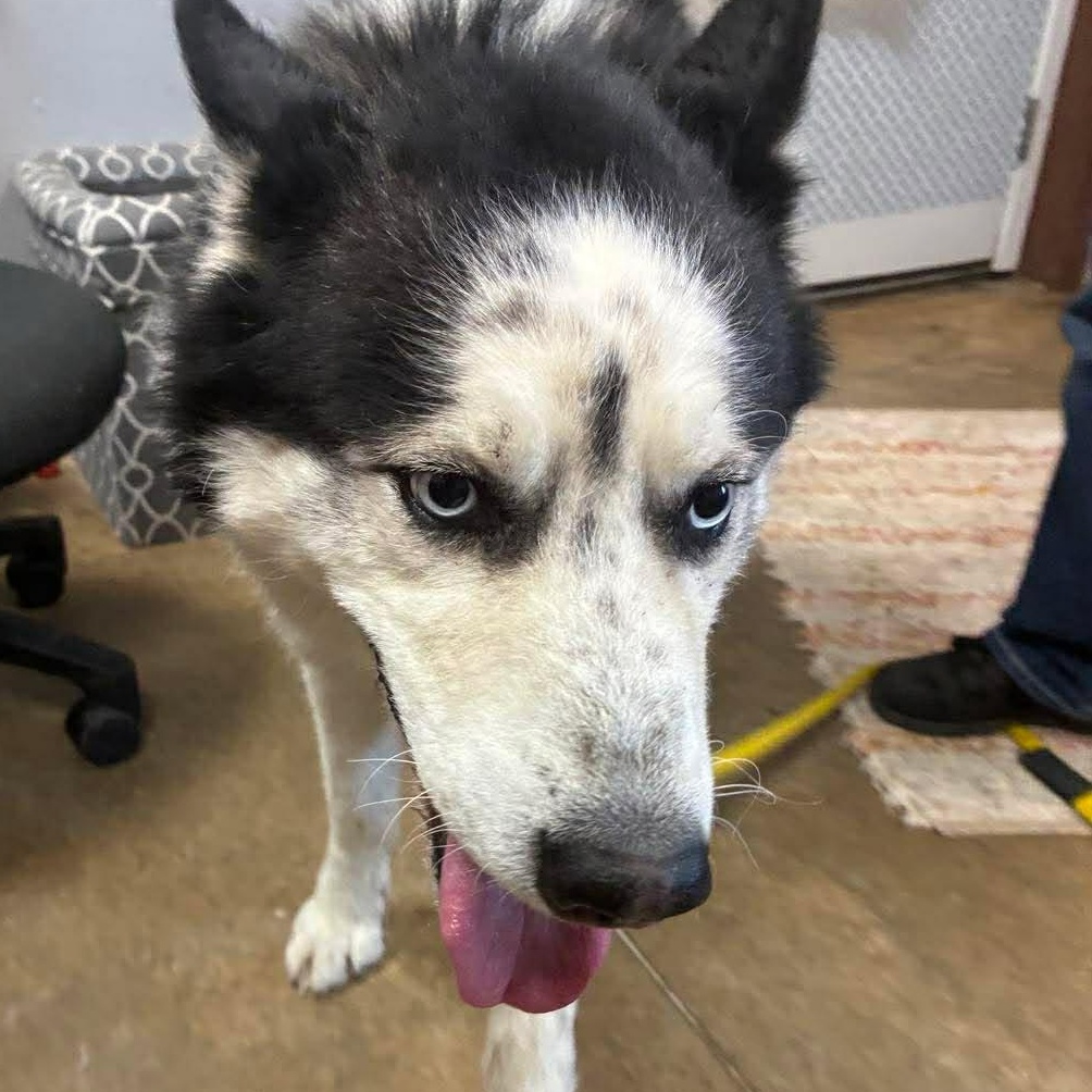 Enlarge Blaze, a Adoptable Siberian Husky in Petersburg, IL image 6/6