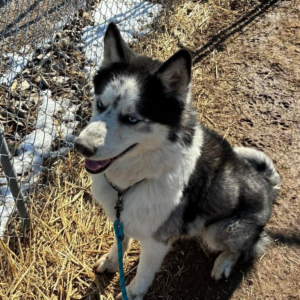 Enlarge Blaze, a Adoptable Siberian Husky in Petersburg, IL image 2/6