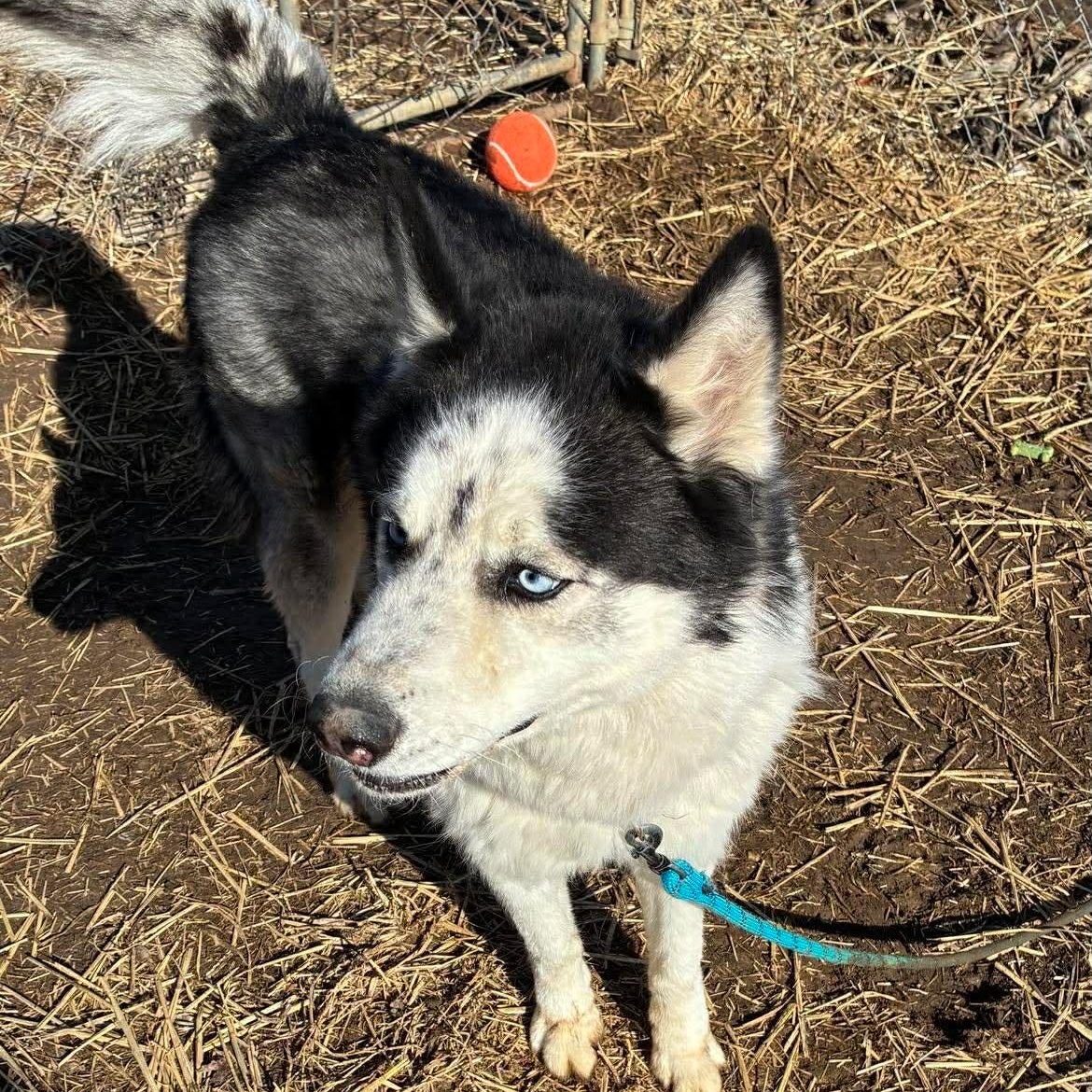 Enlarge Blaze, a Adoptable Siberian Husky in Petersburg, IL image 3/6