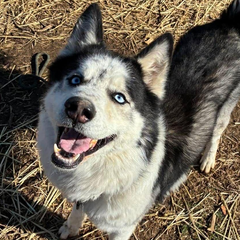 Enlarge Blaze, a Adoptable Siberian Husky in Petersburg, IL image 1/6
