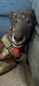 Carlos, an adoptable Greyhound in Belleville, MI, 48112 | Photo Image 1