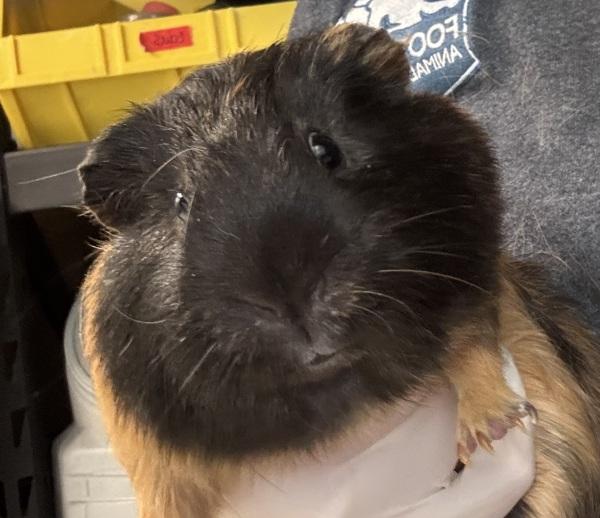 Pop, Adoptable, Adult Male Guinea Pig.