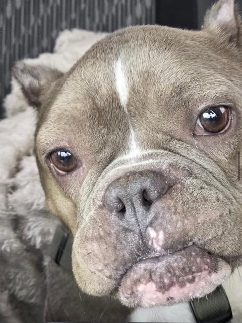 Enlarge Gertrude (Gerty), an adopted mixed breed in Santa Clara, CA image 4/5