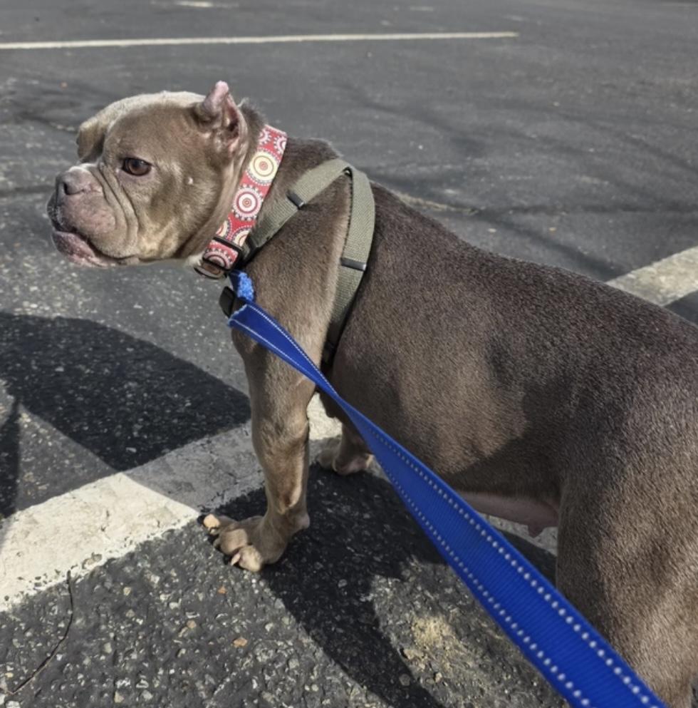 Enlarge Gertrude (Gerty), an adopted mixed breed in Santa Clara, CA image 5/5