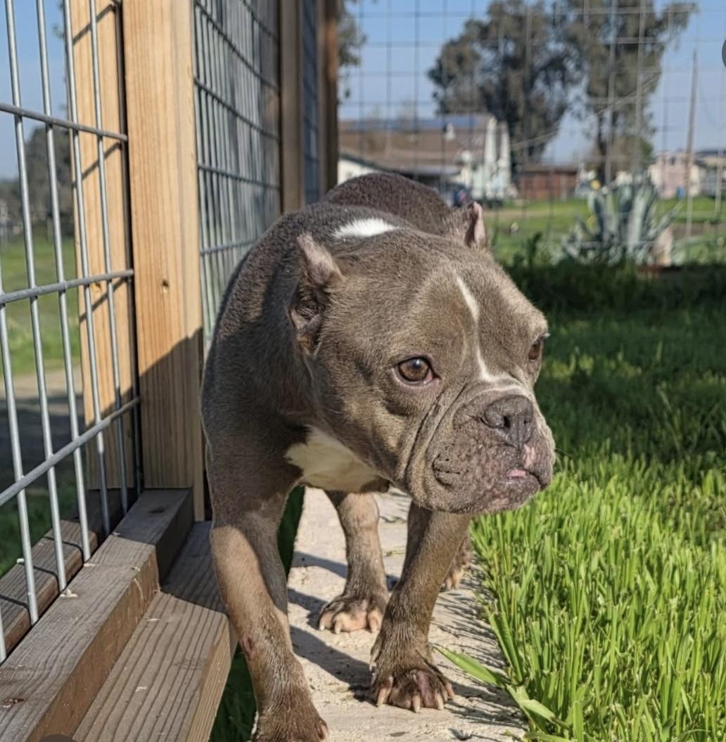 Enlarge Gertrude (Gerty), an adopted mixed breed in Santa Clara, CA image 2/5