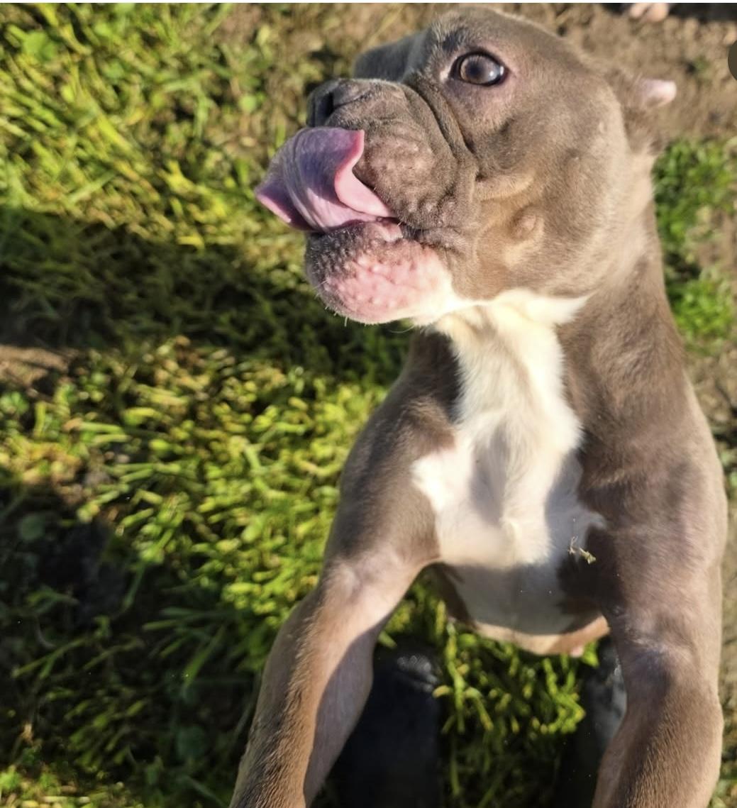 Enlarge Gertrude (Gerty), an adopted mixed breed in Santa Clara, CA image 3/5