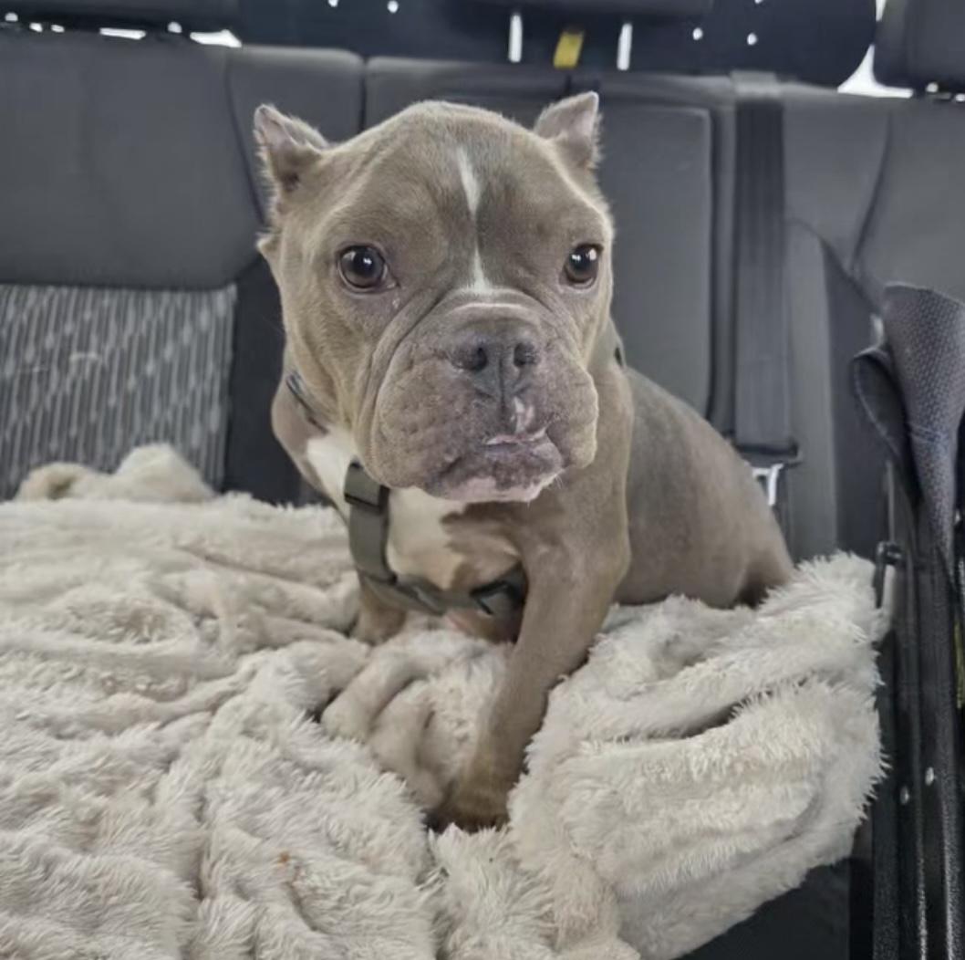 Enlarge Gertrude (Gerty), an adopted mixed breed in Santa Clara, CA image 1/5