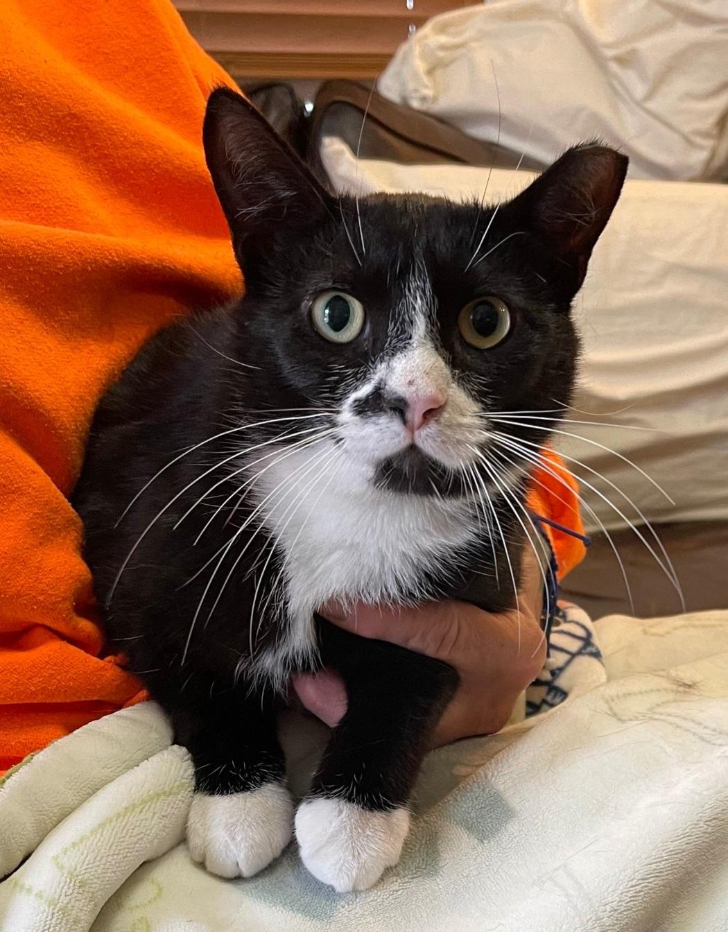 Enlarge Smudge, a Adoptable Domestic Short Hair in Staten Island, NY image 1/4