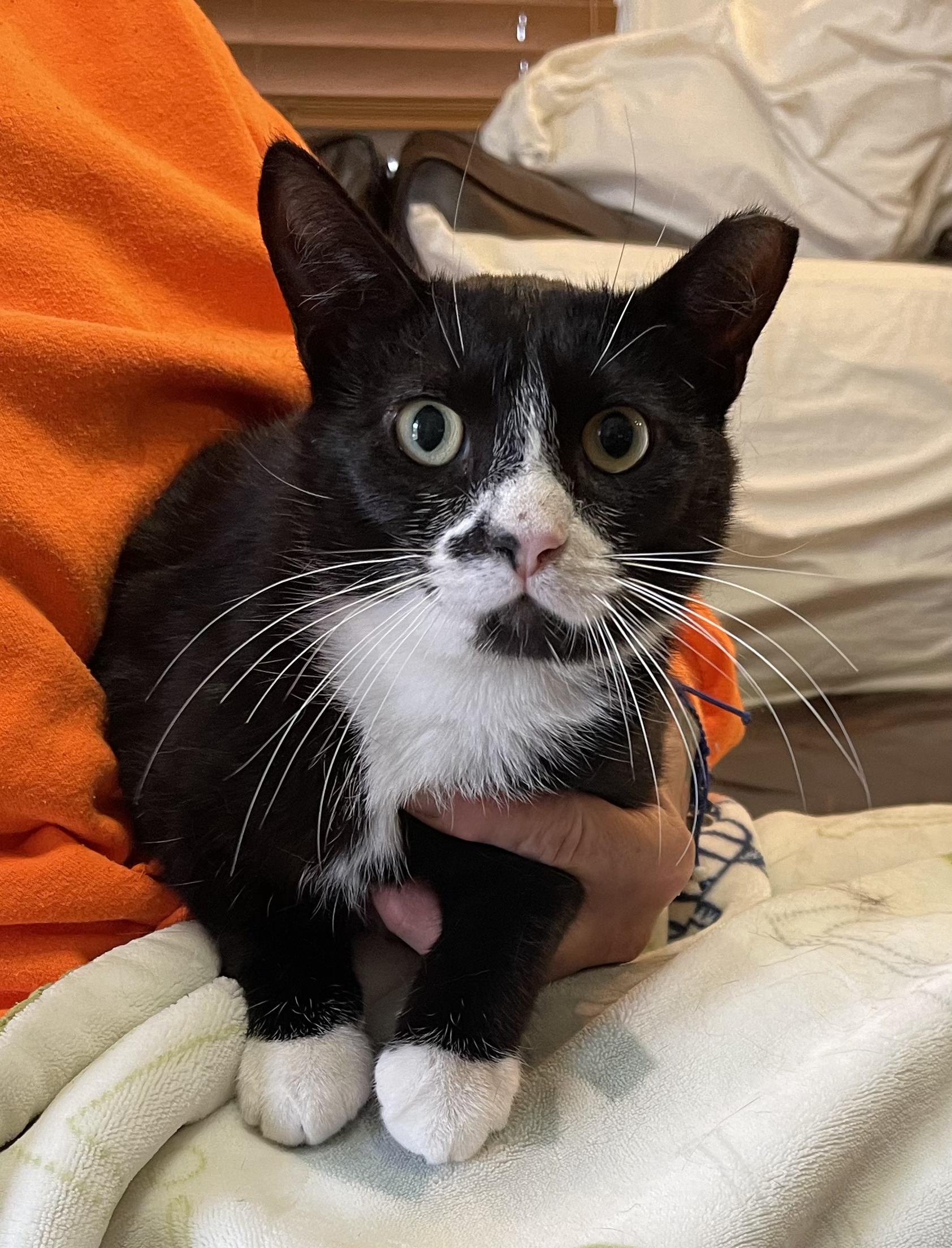 Enlarge Smudge, a Adoptable Domestic Short Hair in Staten Island, NY image 2/4