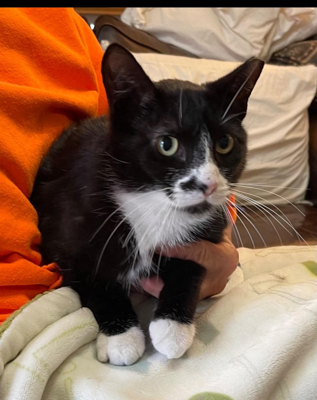 Enlarge Smudge, a Adoptable Domestic Short Hair in Staten Island, NY image 3/4