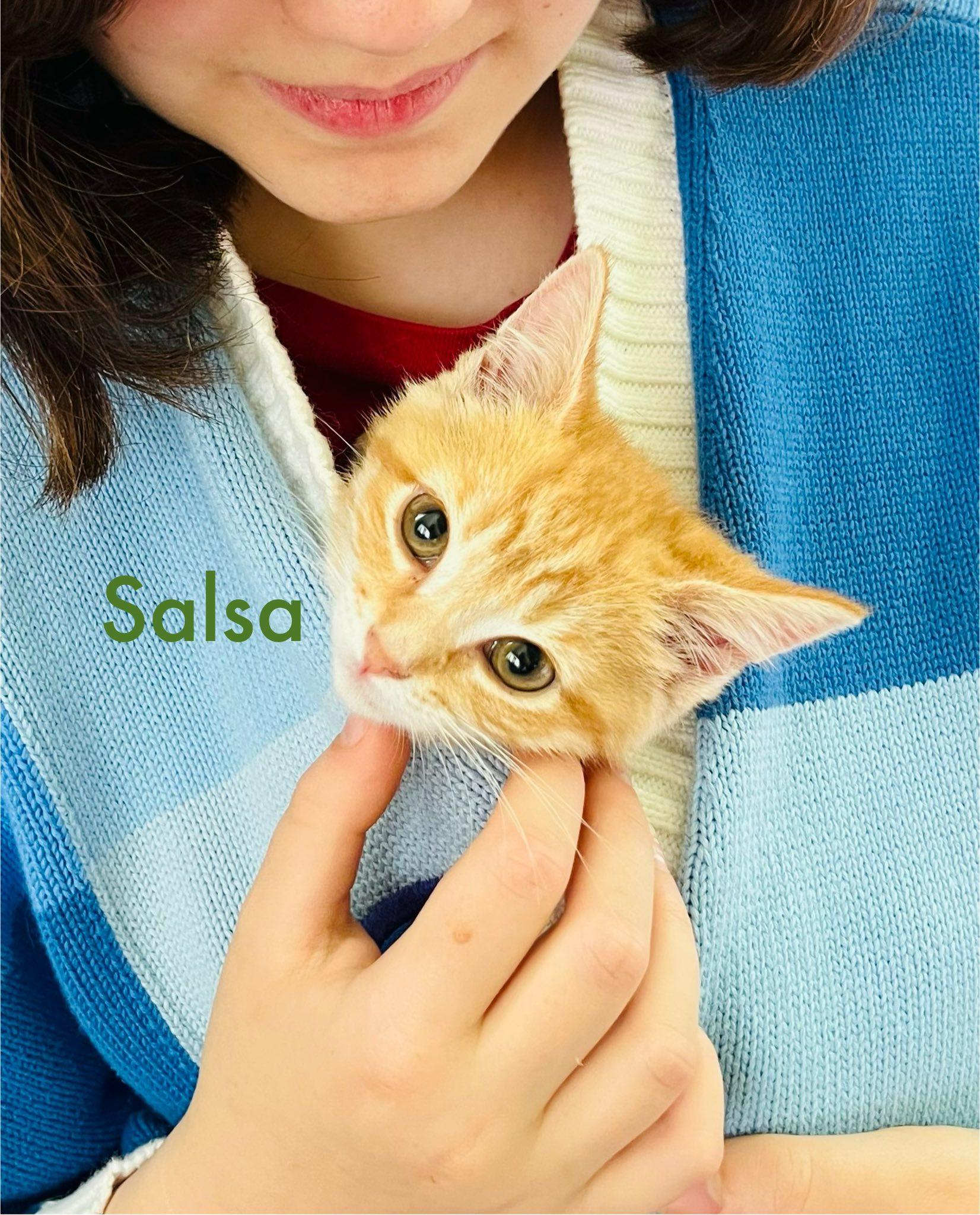 Salsa, Baby Female American Shorthair