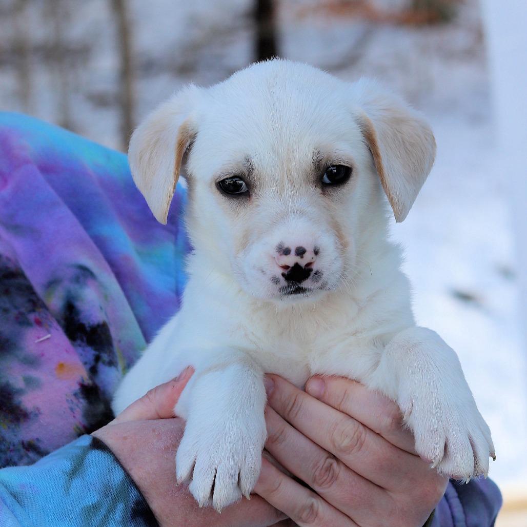 Enlarge CT Norma Jeanne, a Adoptable mixed breed in Stormville, NY image 1/2