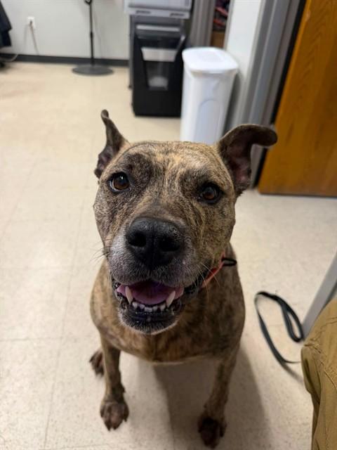 TILLY, Adoptable, Adult Female Pit Bull Terrier & Mixed Breed.