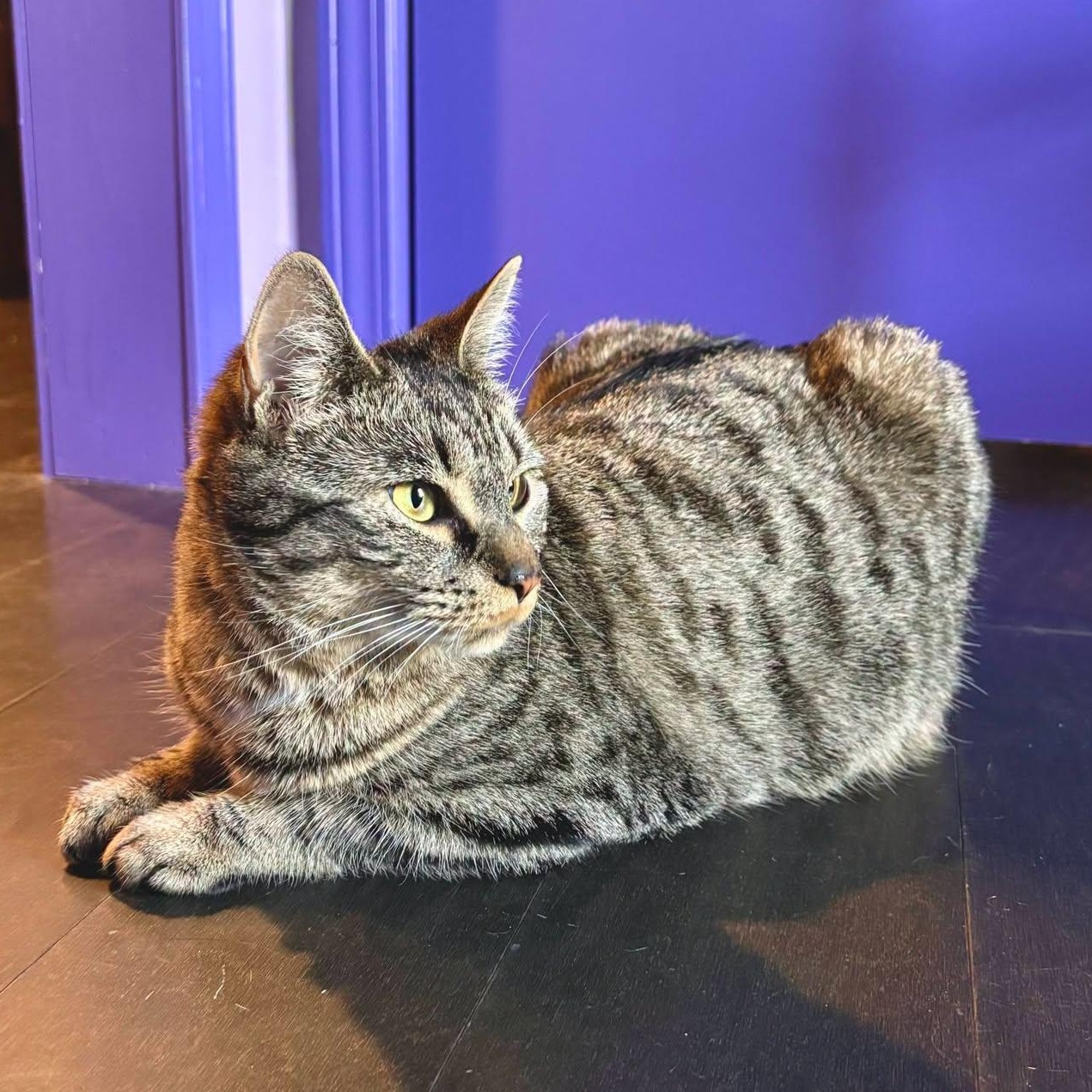 Celeste, a Adoptable mixed breed in East Amherst, NY image 2/6