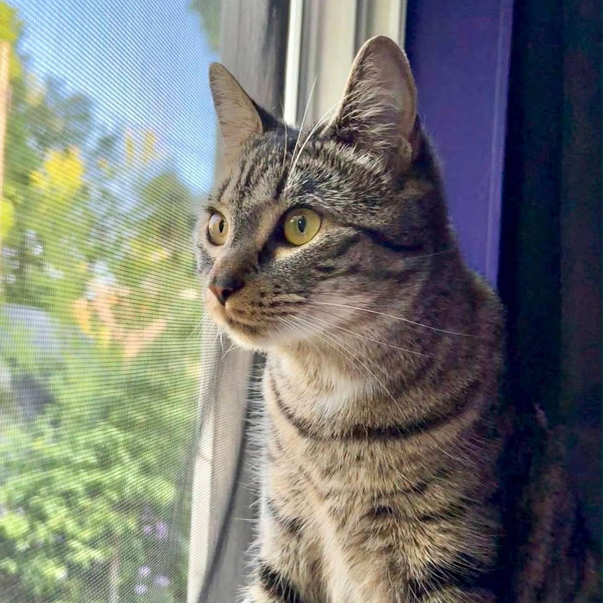 Celeste, Adoptable, Young Female Tabby & Bengal.