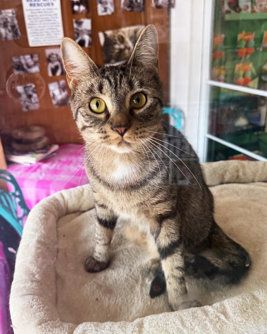 Celeste, a Adoptable mixed breed in East Amherst, NY image 5/6