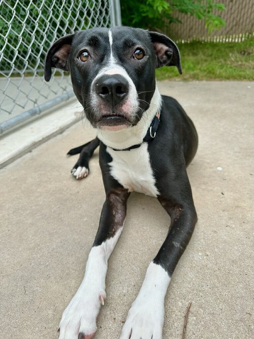 Piper, Adopted, Young Female Mixed Breed.