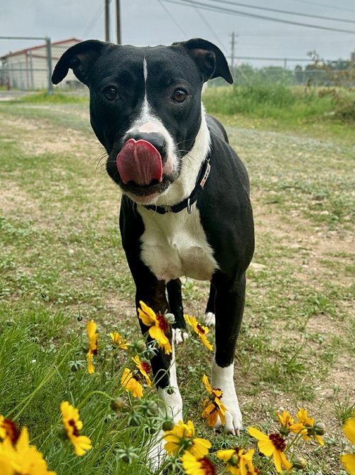 Enlarge Piper, a Adopted Mixed Breed in Leander, TX image 2/2