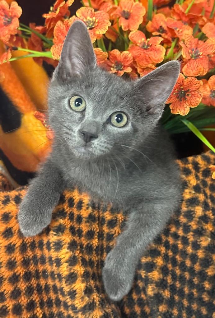 Enlarge 6/16/26 Earl, a Adoptable mixed breed in Stillwater, OK image 1/1