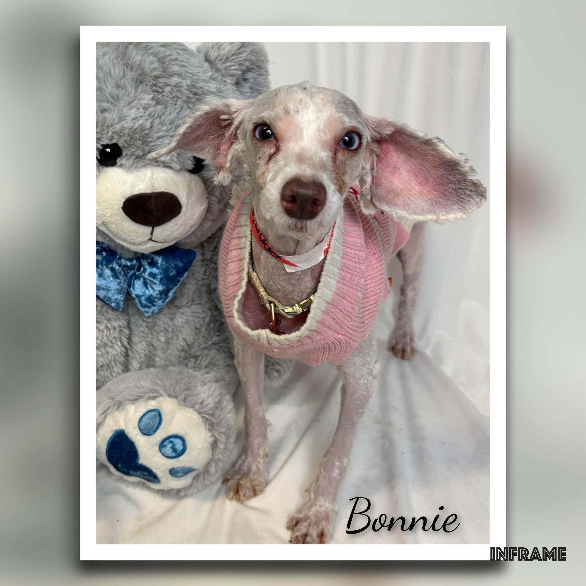 Bonnie, adopted, Adult Female Miniature Poodle.