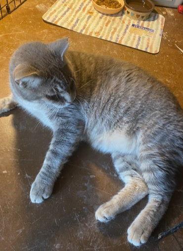 Enlarge PAT, a Adoptable mixed breed in San Antonio, TX image 1/3