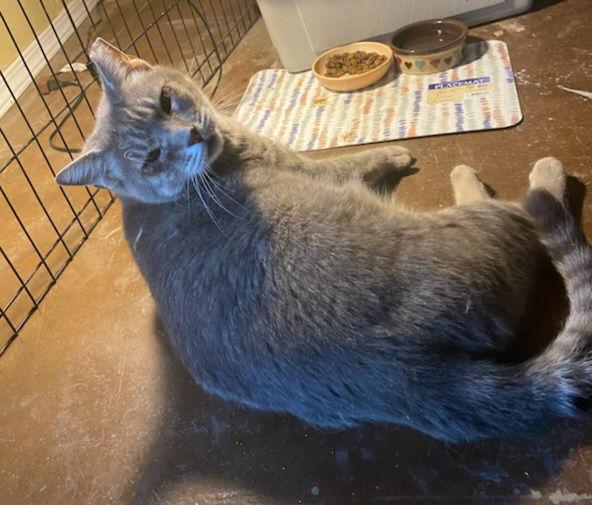 Enlarge PAT, a Adoptable mixed breed in San Antonio, TX image 3/3