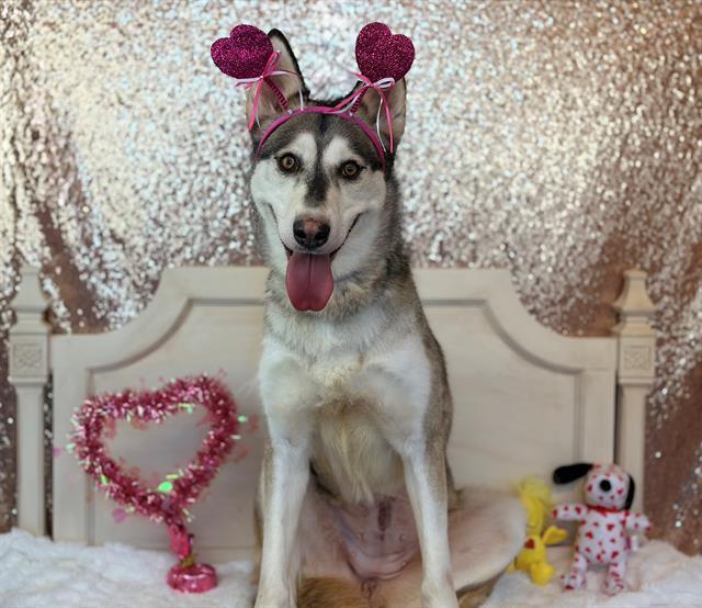 MARCY, Adoptable, Adult Female Siberian Husky.