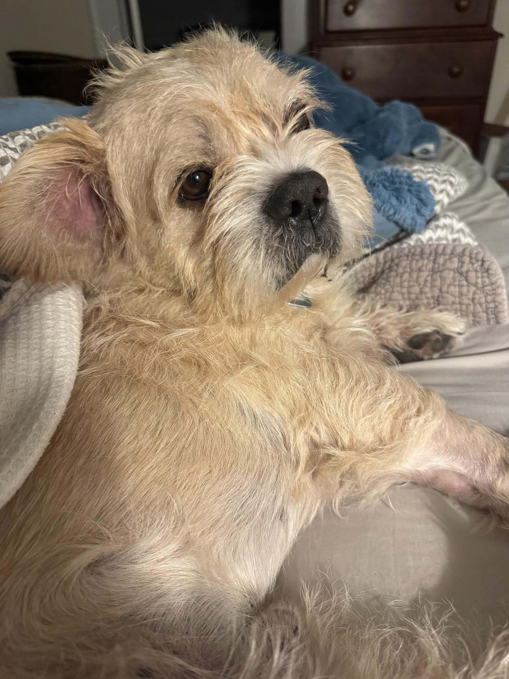 Grobert, adopted, Adult Male Mixed Breed.