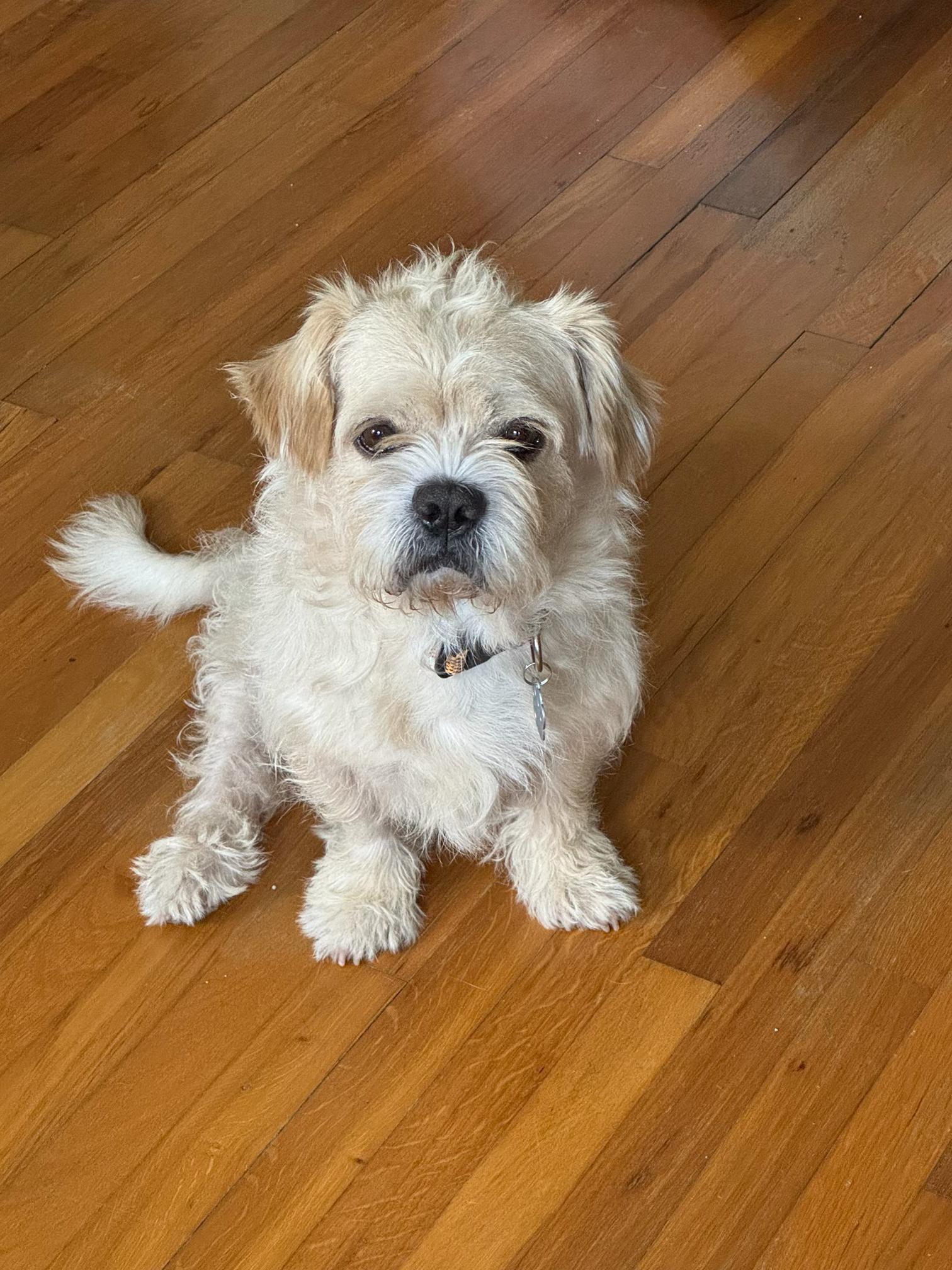 Enlarge Grobert, an adopted Mixed Breed in Savannah, GA image 2/5