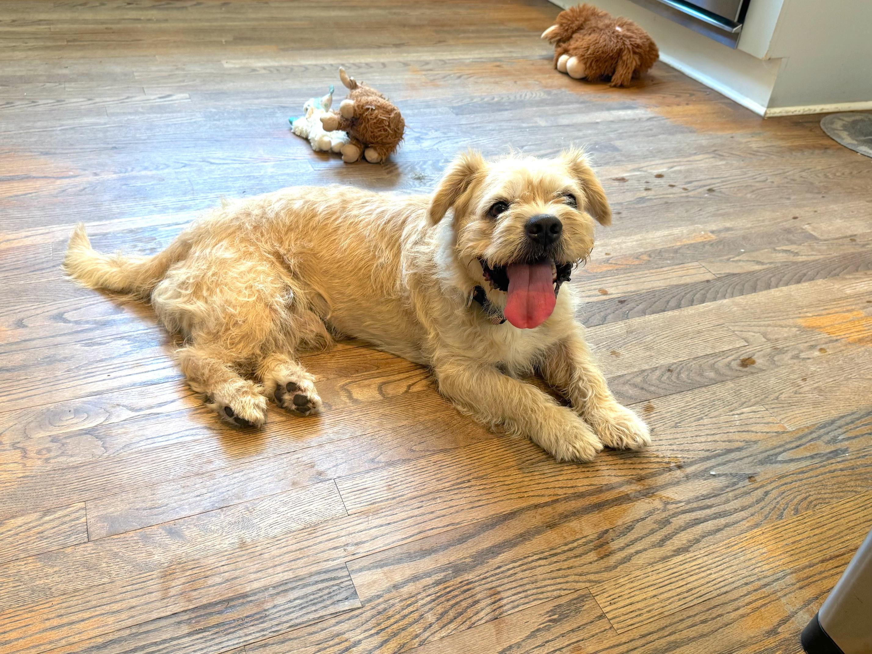 Enlarge Grobert, an adopted Mixed Breed in Savannah, GA image 5/5