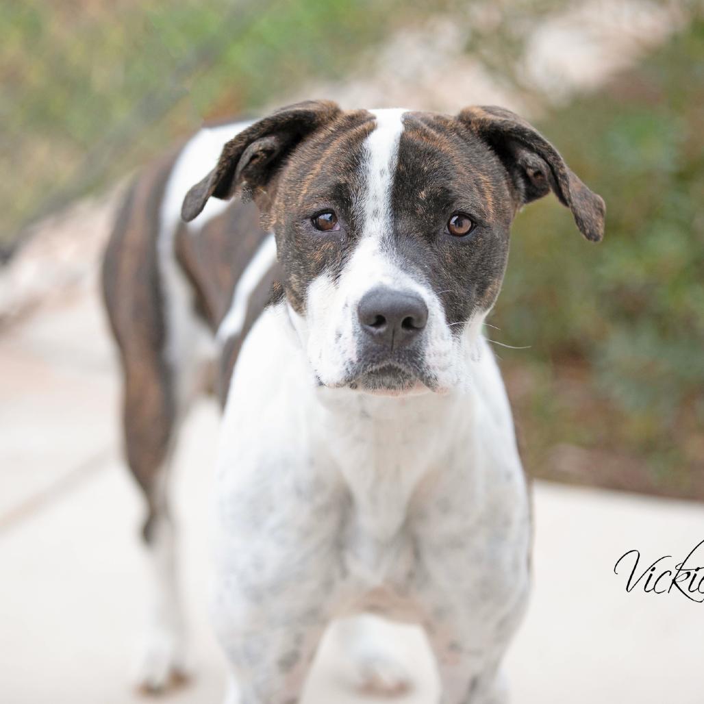 Enlarge Bella, a Adoptable Pit Bull Terrier in Abilene, TX image 2/6