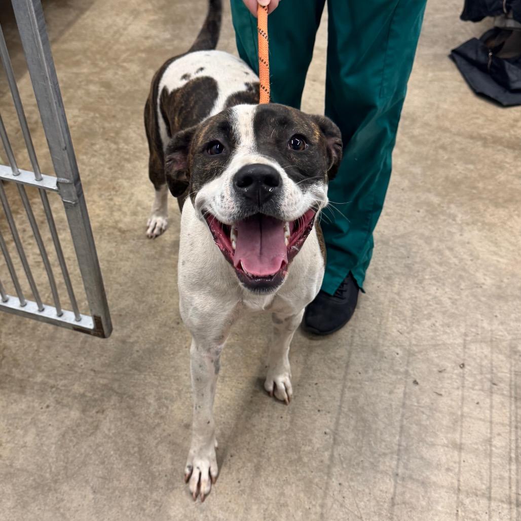 Enlarge Bella, a Adoptable Pit Bull Terrier in Abilene, TX image 5/6