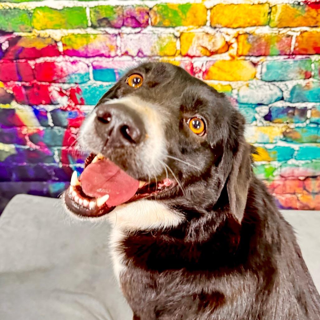 Enlarge Bailey, a Adoptable mixed breed in Franklin, NC image 1/6