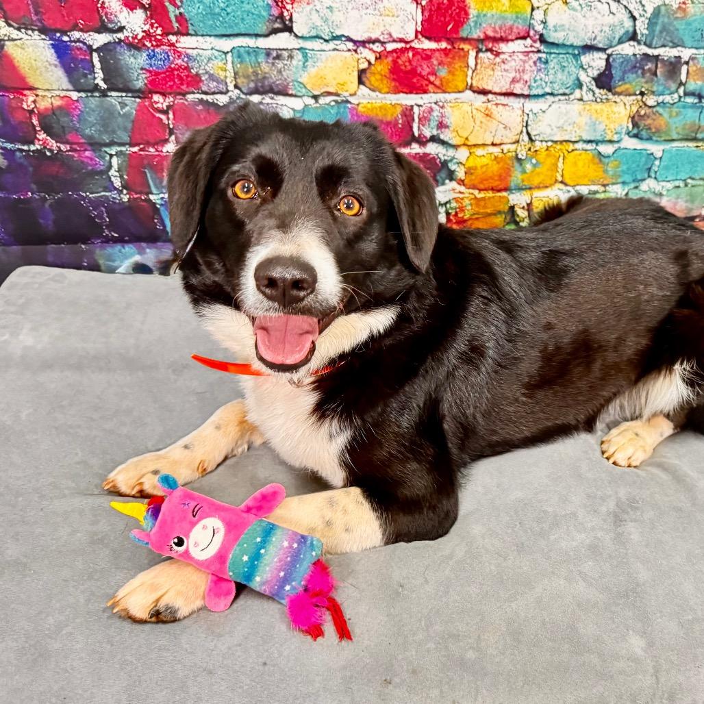 Enlarge Bailey, a Adoptable mixed breed in Franklin, NC image 2/6