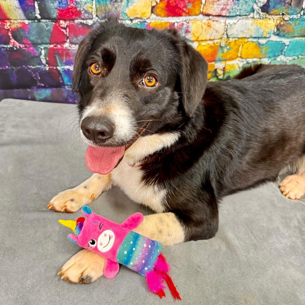 Enlarge Bailey, a Adoptable mixed breed in Franklin, NC image 3/6