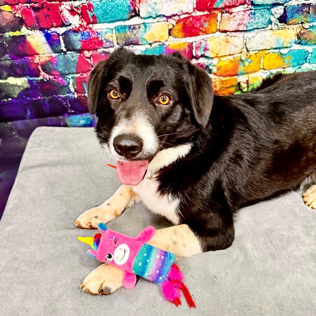 Enlarge Bailey, a Adoptable mixed breed in Franklin, NC image 4/6