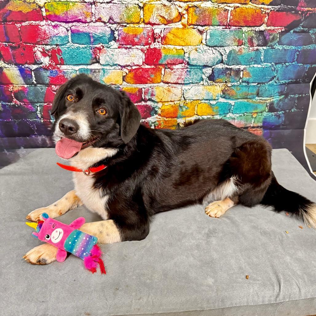 Enlarge Bailey, a Adoptable mixed breed in Franklin, NC image 5/6